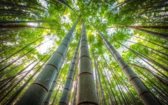 bambu agaci nasil yetistirilir bambu bitkisi bakimi ve cogaltilmasi