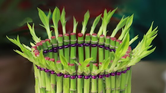 Bambu çiçeği bakımı