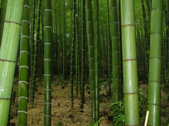 bambu ağacı yetiştirme