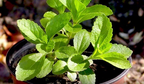 stevia bitkisi nasıl yetiştirilir