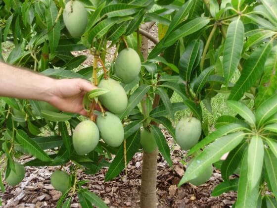 Mango Nasıl Yetiştirilir