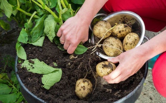 Patates Nasıl Yetiştirilir