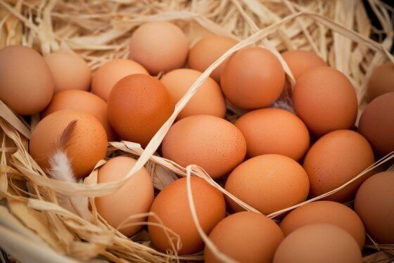 Organik Yumurta Üreticiliği