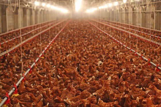 Tavuk Çiftliği Kurulum Maliyeti